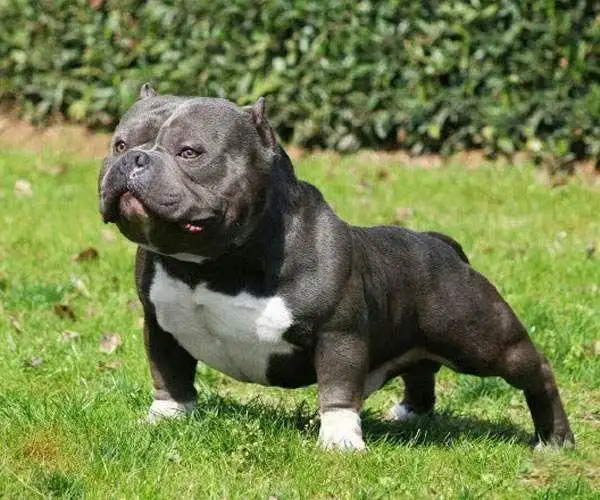 纯种恶霸哪里有卖的幼犬多大开始训练