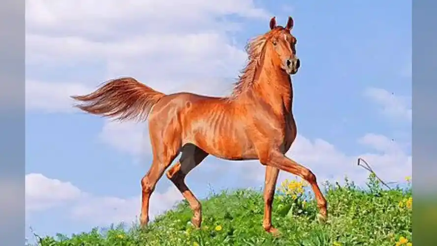 奔驰在草原上的骏马