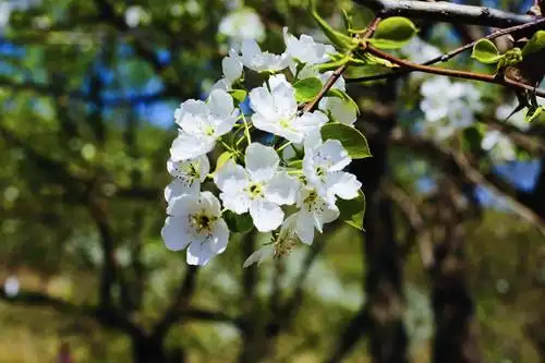百年梨园梨花盛开