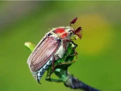 鳃金龟会不会咬人?