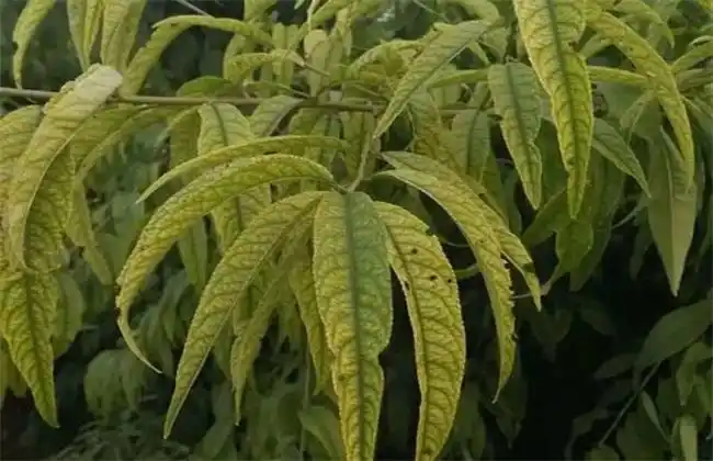 桃树缺铁症是什么表现