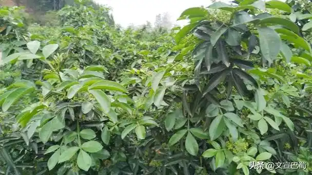 罗家镇青花椒基地里的乡村振兴采风之旅!