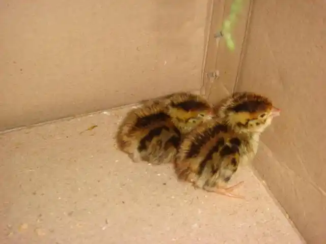 展开全部 这是鹌鹑的雏鸟