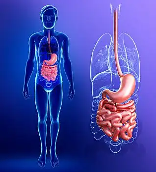 小肠,身体部位,插画