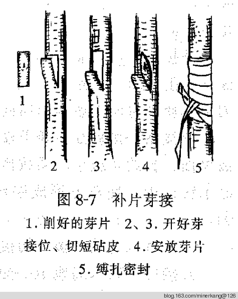 引用【转载】嫁接类型及图解