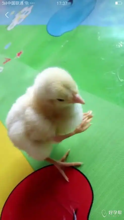 王王夫妇 发布 2018-06-13 22:38:27 6