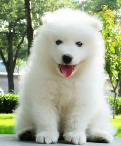 写趣事晒美图~我和爱宠有个约会~60张2012上海宠物嘉年华门票已经抢完