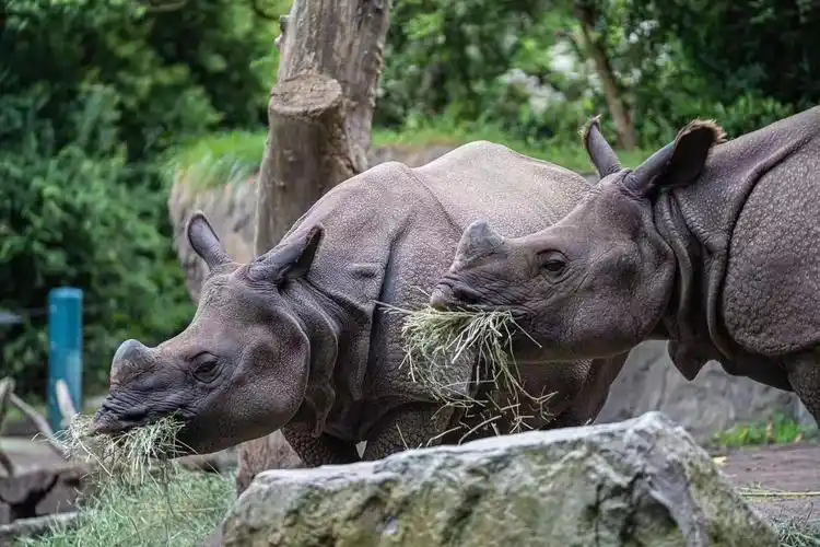 原创西雅图林地公园动物园woodlandparkzoo