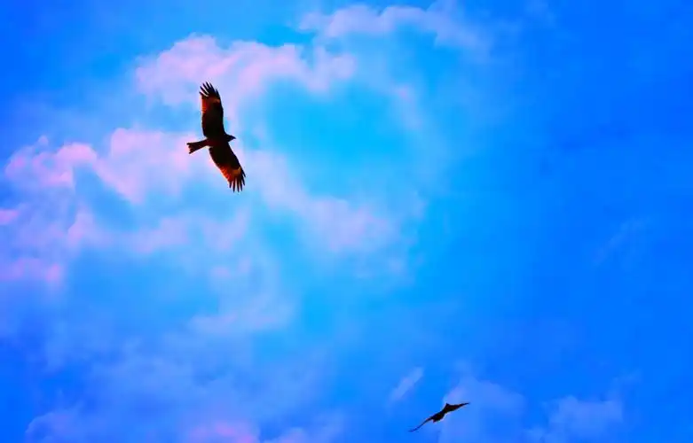 🦅雄鹰翱翔五彩滩之旅🌈