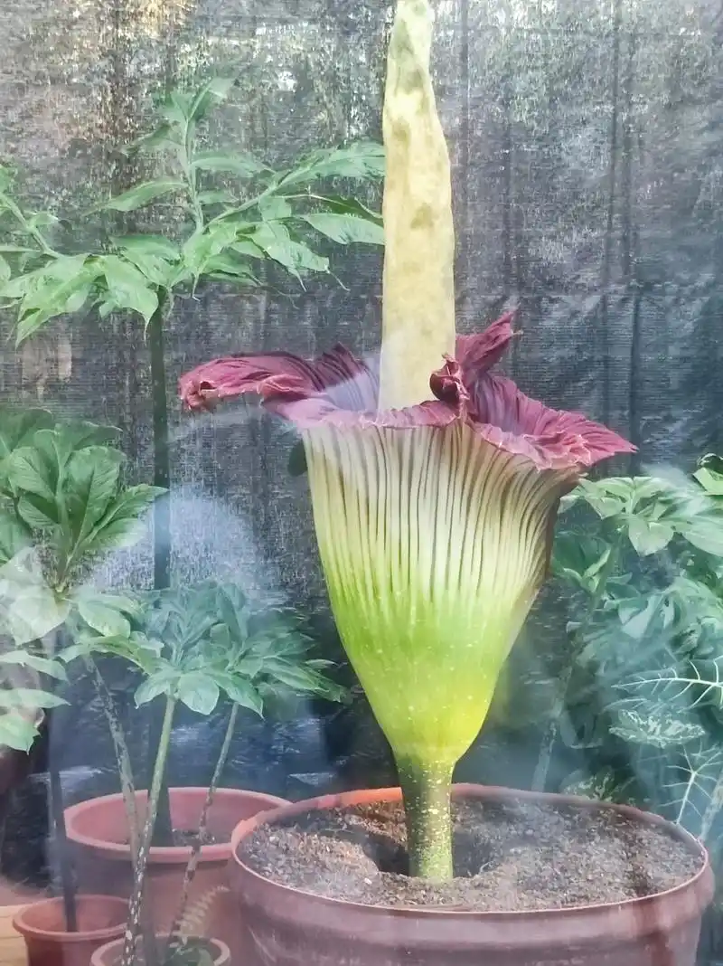 食人花.#发一张你好朋友的照片 - 抖音