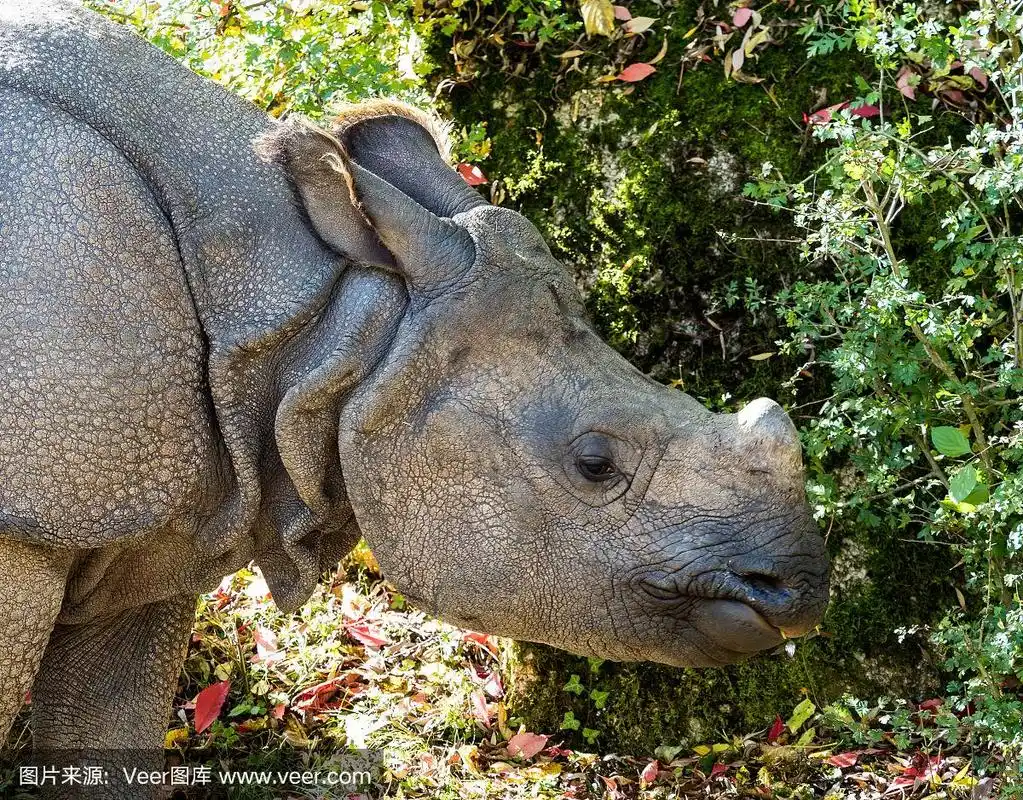 印度犀牛,独角犀牛又名大独角犀牛
