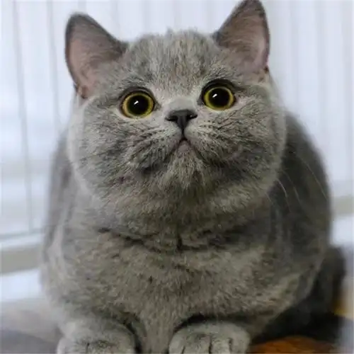 纯种蓝猫幼猫活体英短蓝猫矮脚幼崽英国短毛蓝猫活物宠物猫咪批发