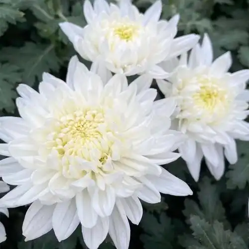 quanshe清明黄白菊鲜花基地直发批发文明祭祀扫墓纪念逝者黄菊白菊可