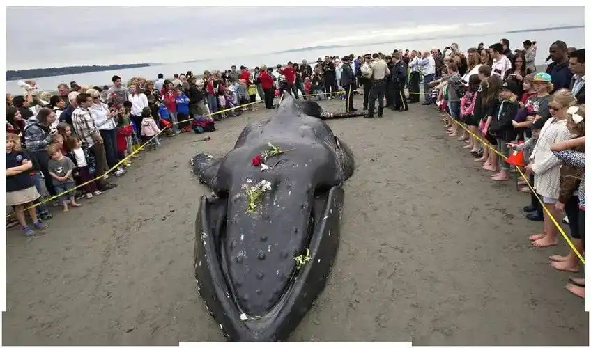 鲸鱼一心上岸求死,剖开它的肚子后,里面的东西让人沉默