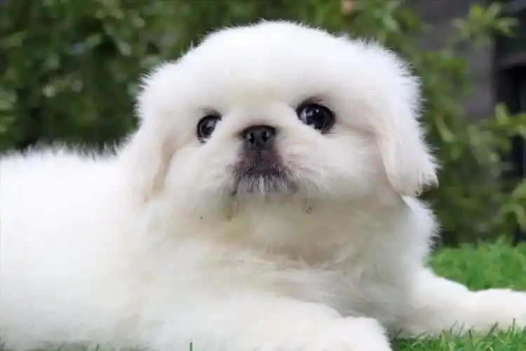 北京犬通称京巴犬,又称中国狮子狗,宫廷狮子狗等