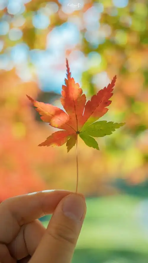 枫叶- 堆糖,美图壁纸兴趣社区