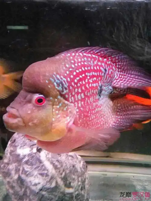 元宝麒麟罗汉鱼