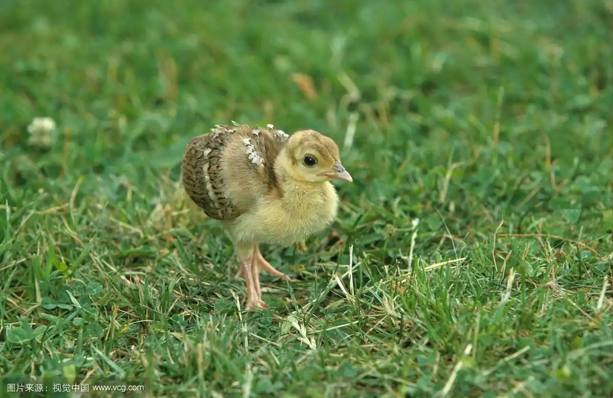印度孔雀,草地上的雏鸟