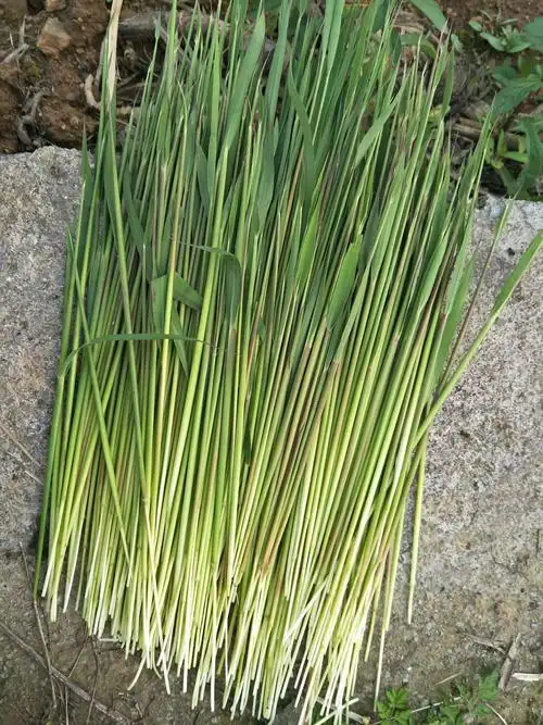 又是一年讨啪儿季