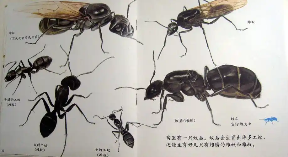 绘本:蚂蚁