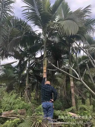 福建假槟榔批发 批发厦门精品假槟榔树 假槟榔价格报价