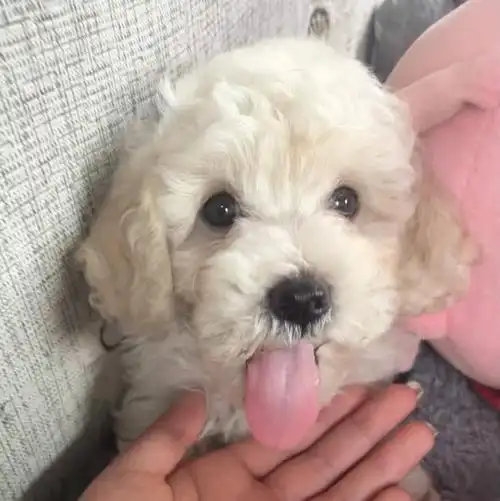 可爱修勾比熊和泰迪的小串串