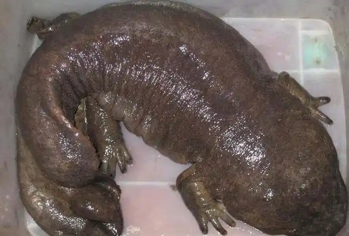 娃娃鱼学名是啥