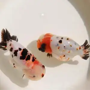 精品樱花兰寿金鱼观赏鱼三色奶牛寿玉兔活体小鱼苗冷水鱼