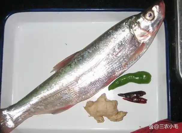 有人嫌它难吃有人说它鱼刺多我认为是最好吃的鱼你爱吃吗