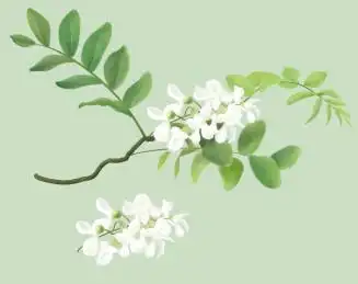 槐花 手绘花 槐花