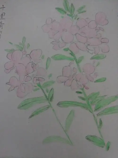【一周一画】凤仙花 - 简书