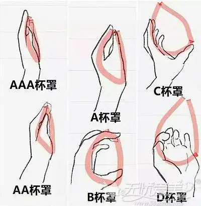 胸部罩杯大小的对比