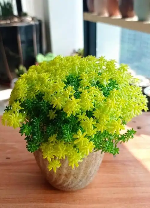 黄金万年草,一种极易养活的多肉植物