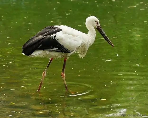 白鹳- 大中型涉禽 shorebirds 鸟网