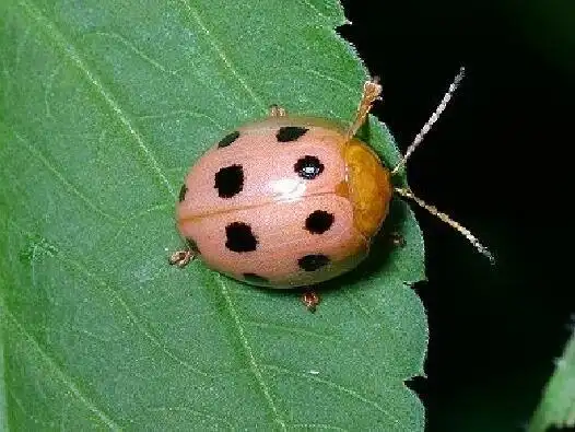 香洲街道中心小学"停学不停课"美术篇一一《瓢虫的花衣裳》