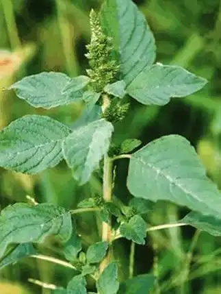 反枝苋,又叫银钱谷,野苋菜,西风谷,西田谷