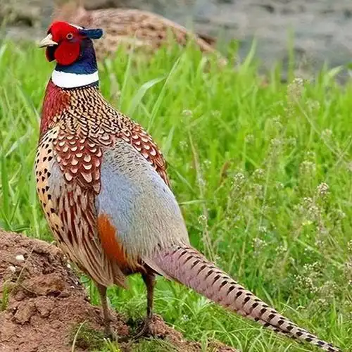 如今东北地区野鸡泛滥成灾飞进饭锅也无人敢吃真的不能抓吗