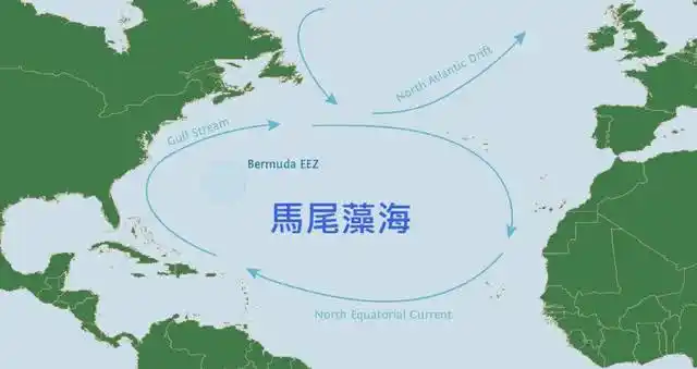 全球透明度最高的海|船只|马尾藻|浮游生物_新浪新闻