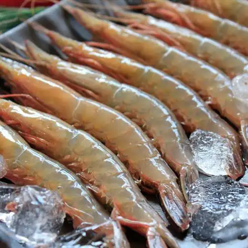 野生条虾海呛虾剑虾海虾东海水产3斤新鲜活钩虾冻虾