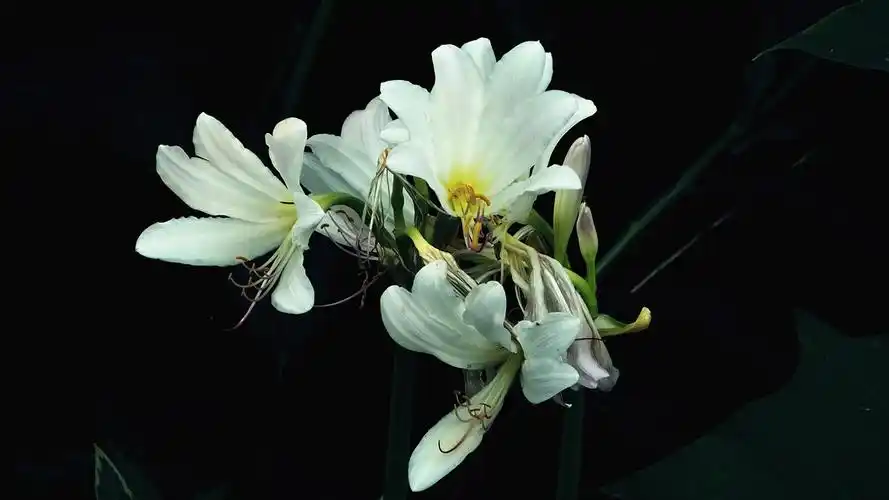 罕见的白色萱草花