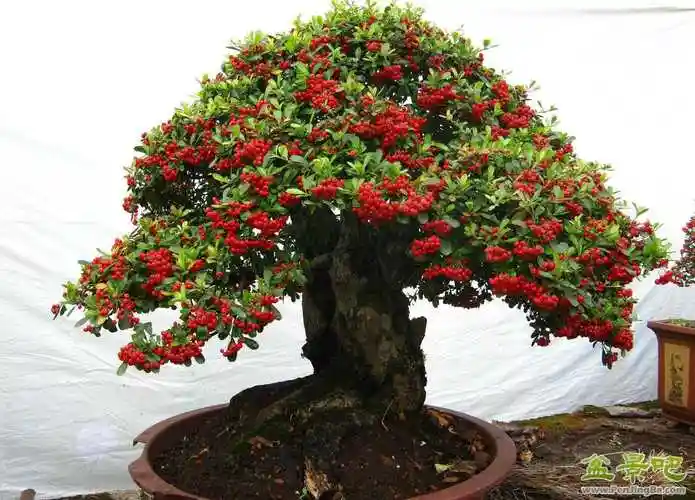 火棘盆景精选