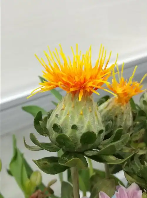 菠萝菊(σ′▽`)′▽`)σ超-欣