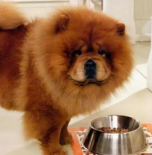 松狮犬图片长大后