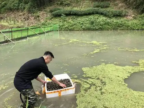 村党支部书记杨会光介绍,今年示范养殖田螺面积200亩,覆盖全村150户