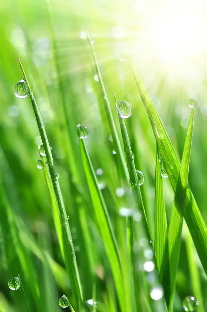 露珠,鲜草,露水滴落近处