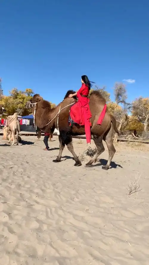 为什么美女都喜欢骑骆驼!
