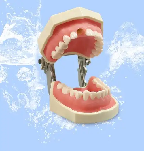 牙齿模型口腔教学头模教具离体考试仿真牙全口牙树脂牙练习模型 牙齿