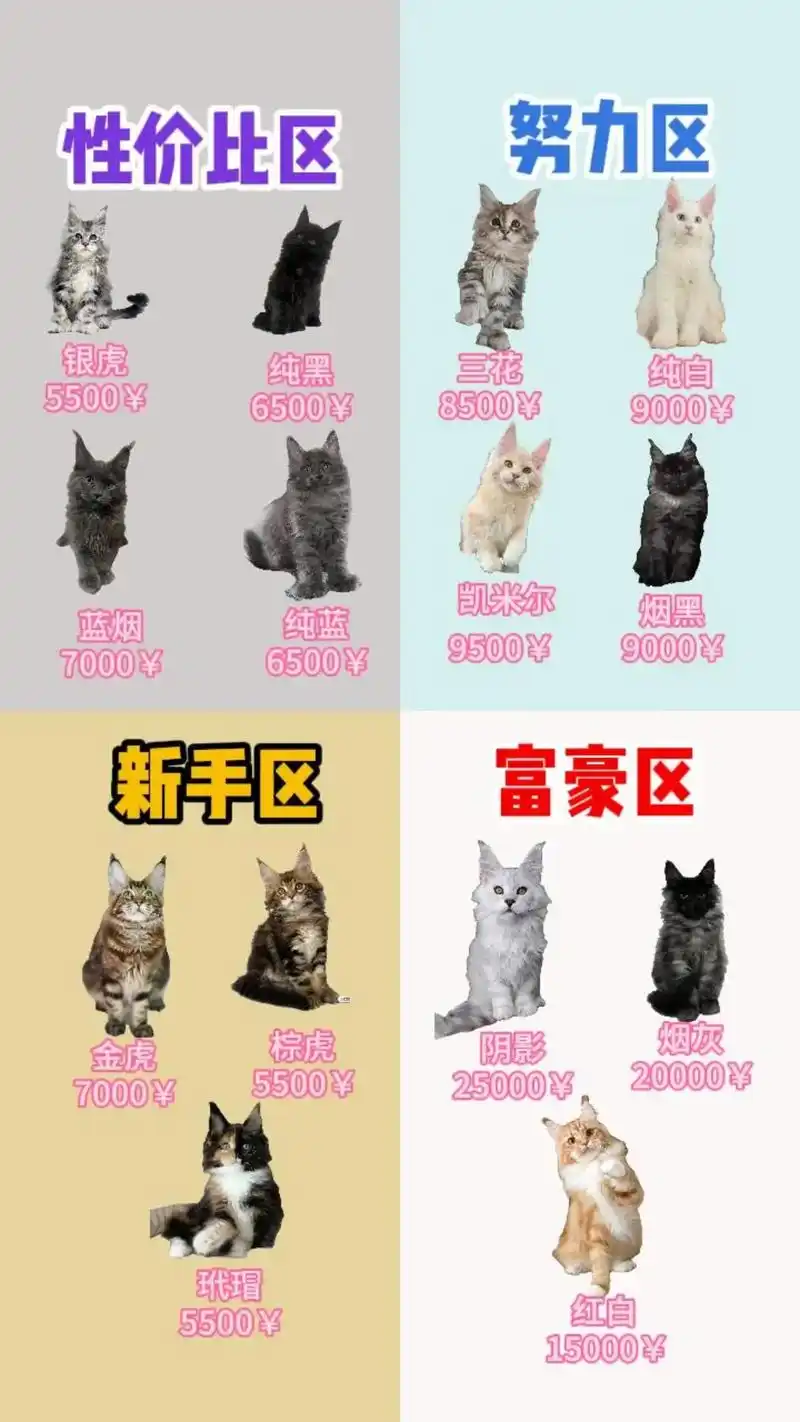 缅因猫幼猫多少钱一只?@dou 小助手 - 抖音