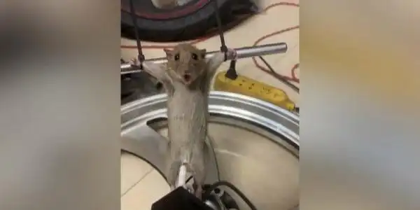 卧底虐仓鼠贴吧和qq群手撕活体对暗号入群被举报再建新群