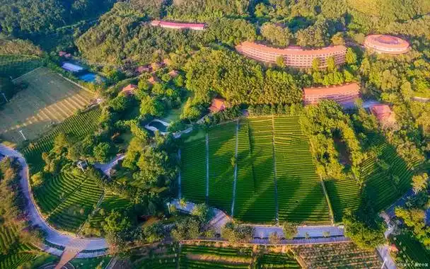 广东梅州雁南飞茶田景区:茶香四溢的田园仙境